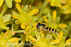 Gewöhnliche Langbauchschwebfliege (Sphaerophoria scripta) auf Bewimpertem Steinbrech (Saxifraga aizoides) (C235059) Gewöhnliche Langbauchschwebfliege (Sphaerophoria scripta) auf Bewimpertem Steinbrech (Saxifraga aizoides) (C235059)