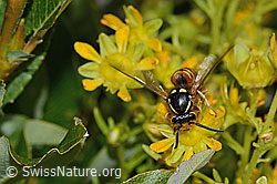 Rote Wespe (Vespula rufa) auf Bewimpertem Steinbrech (Saxifraga aizoides) (C235063) Rote Wespe (Vespula rufa) auf Bewimpertem Steinbrech (Saxifraga aizoides) (C235063)
