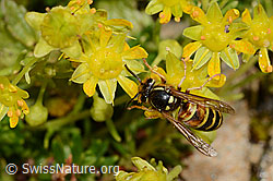 Rote Wespe (Vespula rufa) auf Bewimpertem Steinbrech (Saxifraga aizoides) (C235071) Rote Wespe (Vespula rufa) auf Bewimpertem Steinbrech (Saxifraga aizoides) (C235071)