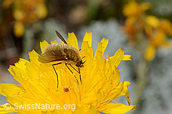 Grauer Wollschweber (Bombylius cinerascens) auf Blume (C235083) Grauer Wollschweber (Bombylius cinerascens) auf Blume (C235083)