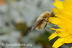 Grauer Wollschweber (Bombylius cinerascens) auf Blume (C235086) Grauer Wollschweber (Bombylius cinerascens) auf Blume (C235086)