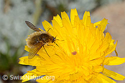 Grauer Wollschweber (Bombylius cinerascens) auf Blume (C235088) Grauer Wollschweber (Bombylius cinerascens) auf Blume (C235088)