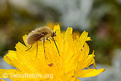 Grauer Wollschweber (Bombylius cinerascens) auf Blume (C235090) Grauer Wollschweber (Bombylius cinerascens) auf Blume (C235090)