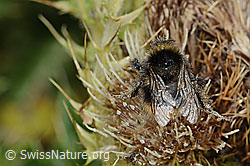 Berglandhummel (Bombus monticola) auf Alpen-Kratzdistel (Cirsium spinosissimum) (C235121) Berglandhummel (Bombus monticola) auf Alpen-Kratzdistel (Cirsium spinosissimum) (C235121)