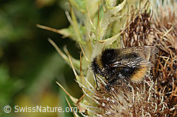 Berglandhummel (Bombus monticola) auf Alpen-Kratzdistel (Cirsium spinosissimum) (C235122) Berglandhummel (Bombus monticola) auf Alpen-Kratzdistel (Cirsium spinosissimum) (C235122)