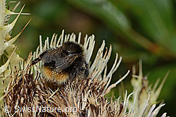 Berglandhummel (Bombus monticola) auf Alpen-Kratzdistel (Cirsium spinosissimum) (C235123) Berglandhummel (Bombus monticola) auf Alpen-Kratzdistel (Cirsium spinosissimum) (C235123)