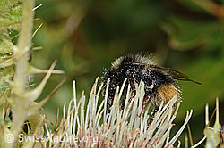Berglandhummel (Bombus monticola) auf Alpen-Kratzdistel (Cirsium spinosissimum) (C235125) Berglandhummel (Bombus monticola) auf Alpen-Kratzdistel (Cirsium spinosissimum) (C235125)