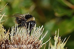 Berglandhummel (Bombus monticola) auf Alpen-Kratzdistel (Cirsium spinosissimum) (C235127) Berglandhummel (Bombus monticola) auf Alpen-Kratzdistel (Cirsium spinosissimum) (C235127)