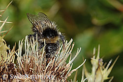 Berglandhummel (Bombus monticola) auf Alpen-Kratzdistel (Cirsium spinosissimum) (C235128) Berglandhummel (Bombus monticola) auf Alpen-Kratzdistel (Cirsium spinosissimum) (C235128)