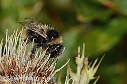 Alpen-Kratzdistel (Cirsium spinosissimum)