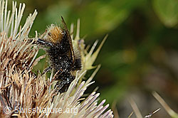 Berglandhummel (Bombus monticola) auf Alpen-Kratzdistel (Cirsium spinosissimum) (C235131) Berglandhummel (Bombus monticola) auf Alpen-Kratzdistel (Cirsium spinosissimum) (C235131)