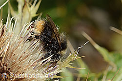Berglandhummel (Bombus monticola) auf Alpen-Kratzdistel (Cirsium spinosissimum) (C235134) Berglandhummel (Bombus monticola) auf Alpen-Kratzdistel (Cirsium spinosissimum) (C235134)