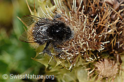 Berglandhummel (Bombus monticola) auf Alpen-Kratzdistel (Cirsium spinosissimum) (C235136) Berglandhummel (Bombus monticola) auf Alpen-Kratzdistel (Cirsium spinosissimum) (C235136)