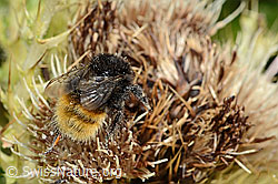 Bombus wurflenii on Cirsium spinosissimum (C235138)
