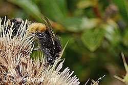 Bombus wurflenii on Cirsium spinosissimum (C235143)
