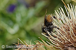 Berglandhummel (Bombus monticola) auf Alpen-Kratzdistel (Cirsium spinosissimum) (C235145) Berglandhummel (Bombus monticola) auf Alpen-Kratzdistel (Cirsium spinosissimum) (C235145)