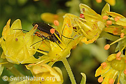Trauermücke der Gattung Sciara auf Bewimpertem Steinbrech (Saxifraga aizoides) (C235149) Trauermücke der Gattung Sciara auf Bewimpertem Steinbrech (Saxifraga aizoides) (C235149)