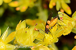 Trauermücke der Gattung Sciara auf Bewimpertem Steinbrech (Saxifraga aizoides) (C235151) Trauermücke der Gattung Sciara auf Bewimpertem Steinbrech (Saxifraga aizoides) (C235151)