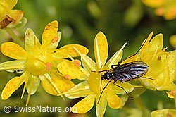 Trauermücke der Gattung Sciara auf Bewimpertem Steinbrech (Saxifraga aizoides) (C235157) Trauermücke der Gattung Sciara auf Bewimpertem Steinbrech (Saxifraga aizoides) (C235157)