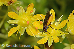 Bewimperter Steinbrech (Saxifraga aizoides)