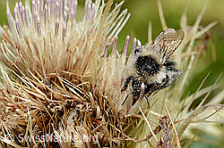 Bombus mesomelas on Cirsium spinosissimum (C235171) Bombus mesomelas on Cirsium spinosissimum (C235171)