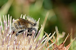 Bombus mesomelas on Cirsium spinosissimum (C235173) Bombus mesomelas on Cirsium spinosissimum (C235173)