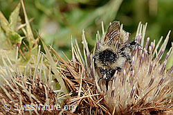 Bombus mesomelas auf Alpen-Kratzdistel (Cirsium spinosissimum) (C235177) Bombus mesomelas auf Alpen-Kratzdistel (Cirsium spinosissimum) (C235177)