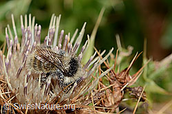 Bombus mesomelas auf Alpen-Kratzdistel (Cirsium spinosissimum) (C235179) Bombus mesomelas auf Alpen-Kratzdistel (Cirsium spinosissimum) (C235179)
