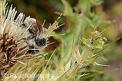 Bombus mesomelas on Cirsium spinosissimum (C235184) Bombus mesomelas on Cirsium spinosissimum (C235184)