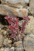 Sedum atratum (C235187)