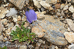 Niedliche Glockenblume (Campanula cochleariifolia) (C235190) Niedliche Glockenblume (Campanula cochleariifolia) (C235190)