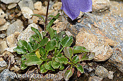 Niedliche Glockenblume (Campanula cochleariifolia) (C235191) Niedliche Glockenblume (Campanula cochleariifolia) (C235191)