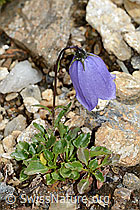 Niedliche Glockenblume (Campanula cochleariifolia) (C235192) Niedliche Glockenblume (Campanula cochleariifolia) (C235192)