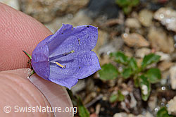 Niedliche Glockenblume (Campanula cochleariifolia) (C235204) Niedliche Glockenblume (Campanula cochleariifolia) (C235204)