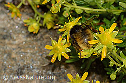 Bergwald-Hummel (Bombus wurflenii) auf Bewimpertem Steinbrech (Saxifraga aizoides) (C235213) Bergwald-Hummel (Bombus wurflenii) auf Bewimpertem Steinbrech (Saxifraga aizoides) (C235213)