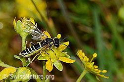 Tenthredo brevicornis (Blattwespe) auf Bewimpertem Steinbrech (Saxifraga aizoides) (C235216) Tenthredo brevicornis (Blattwespe) auf Bewimpertem Steinbrech (Saxifraga aizoides) (C235216)
