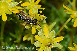 Tenthredo brevicornis (Blattwespe) auf Bewimpertem Steinbrech (Saxifraga aizoides) (C235220) Tenthredo brevicornis (Blattwespe) auf Bewimpertem Steinbrech (Saxifraga aizoides) (C235220)