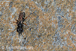 Crabro alpinus (C235221)