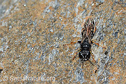 Crabro alpinus (C235223)