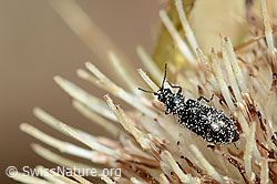 Dasytes obscurus on Cirsium spinosissimum (C235230) Dasytes obscurus on Cirsium spinosissimum (C235230)