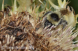 Bombus mesomelas on Cirsium spinosissimum (C235236) Bombus mesomelas on Cirsium spinosissimum (C235236)