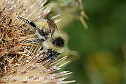 Bombus mesomelas on Cirsium spinosissimum (C235237) Bombus mesomelas on Cirsium spinosissimum (C235237)