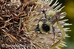 Bombus mesomelas auf Alpen-Kratzdistel (Cirsium spinosissimum) (C235240) Bombus mesomelas auf Alpen-Kratzdistel (Cirsium spinosissimum) (C235240)