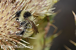 Bombus mesomelas on Cirsium spinosissimum (C235244) Bombus mesomelas on Cirsium spinosissimum (C235244)