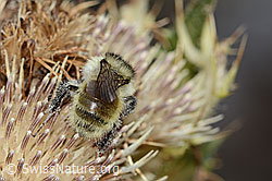 Bombus mesomelas on Cirsium spinosissimum (C235246) Bombus mesomelas on Cirsium spinosissimum (C235246)