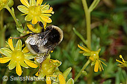 Hellgelbe Erdhummel (Bombus lucorum) auf Bewimpertem Steinbrech (Saxifraga aizoides) (C235249) Hellgelbe Erdhummel (Bombus lucorum) auf Bewimpertem Steinbrech (Saxifraga aizoides) (C235249)