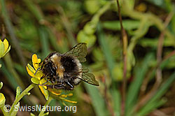 Hellgelbe Erdhummel (Bombus lucorum) auf Bewimpertem Steinbrech (Saxifraga aizoides) (C235250) Hellgelbe Erdhummel (Bombus lucorum) auf Bewimpertem Steinbrech (Saxifraga aizoides) (C235250)