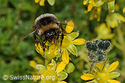 Hellgelbe Erdhummel (Bombus lucorum) auf Bewimpertem Steinbrech (Saxifraga aizoides) (C235251) Hellgelbe Erdhummel (Bombus lucorum) auf Bewimpertem Steinbrech (Saxifraga aizoides) (C235251)