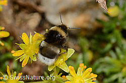 Hellgelbe Erdhummel (Bombus lucorum) auf Bewimpertem Steinbrech (Saxifraga aizoides) (C235252) Hellgelbe Erdhummel (Bombus lucorum) auf Bewimpertem Steinbrech (Saxifraga aizoides) (C235252)