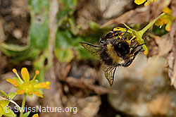 Hellgelbe Erdhummel (Bombus lucorum) auf Bewimpertem Steinbrech (Saxifraga aizoides) (C235253) Hellgelbe Erdhummel (Bombus lucorum) auf Bewimpertem Steinbrech (Saxifraga aizoides) (C235253)
